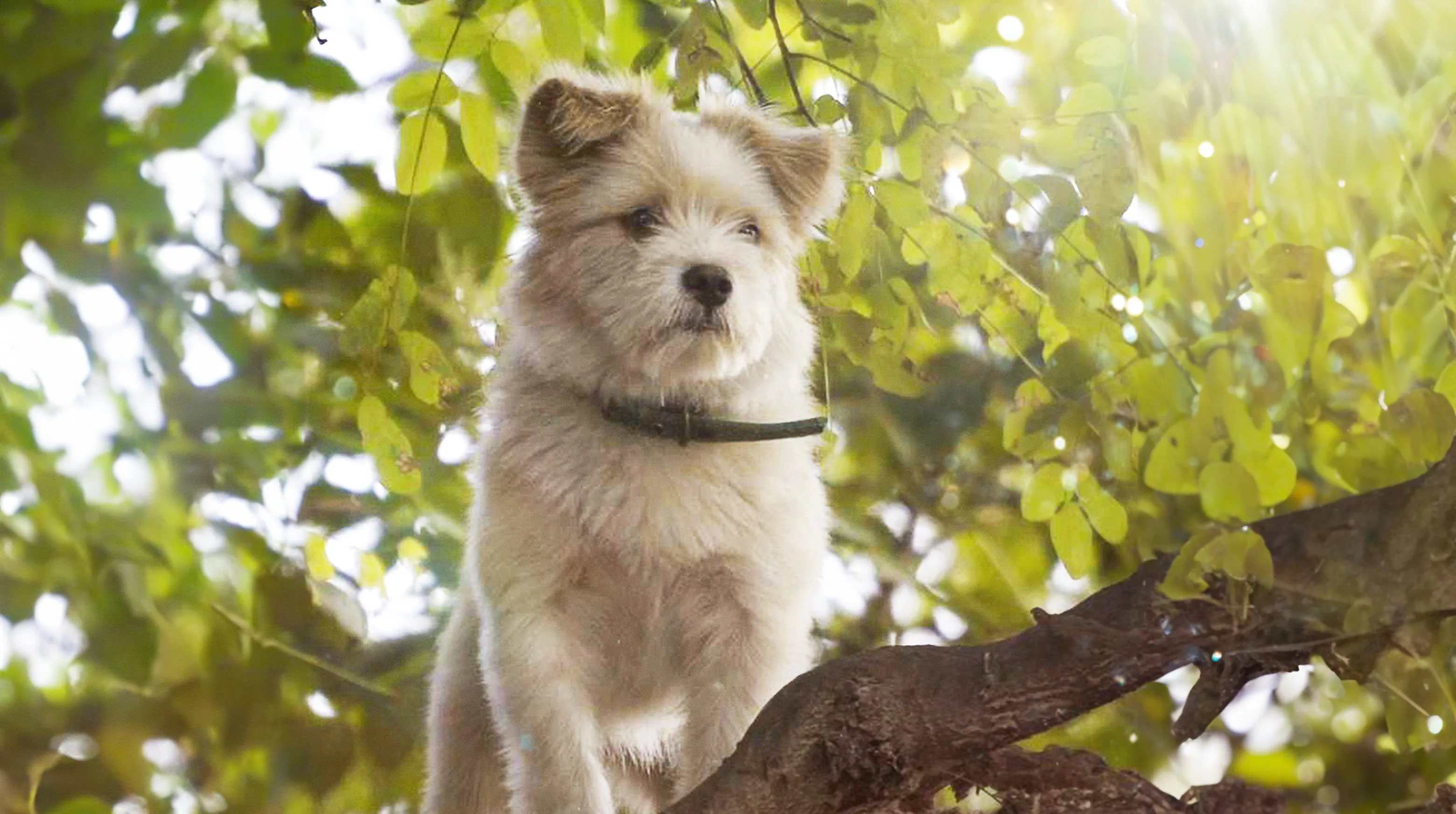 A Time for Dogs and Cats 2020